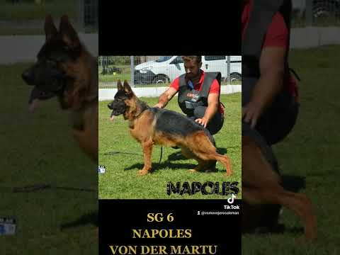 NAPOLES VON DER MARTU SG 6 SIEGER ARGENTINA 2022