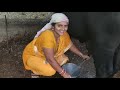 Buffalo Milking By Hand Village Life Vlog