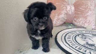 ハーフ犬の動画01