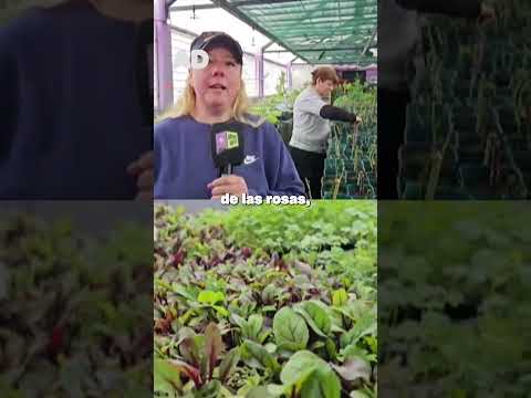🌱 Preparan rosas para celebrar la primavera y el Día de la Madre
