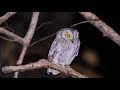 Oriental Scops Owl