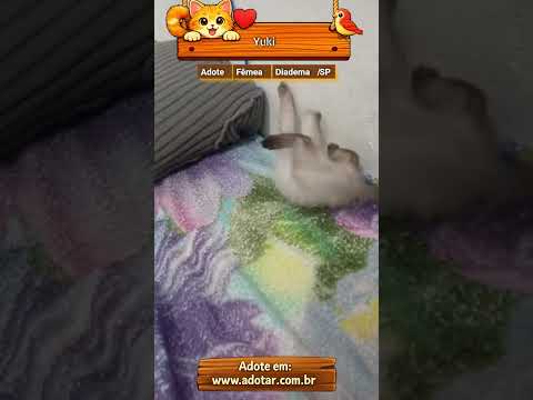Vídeo de Yuki