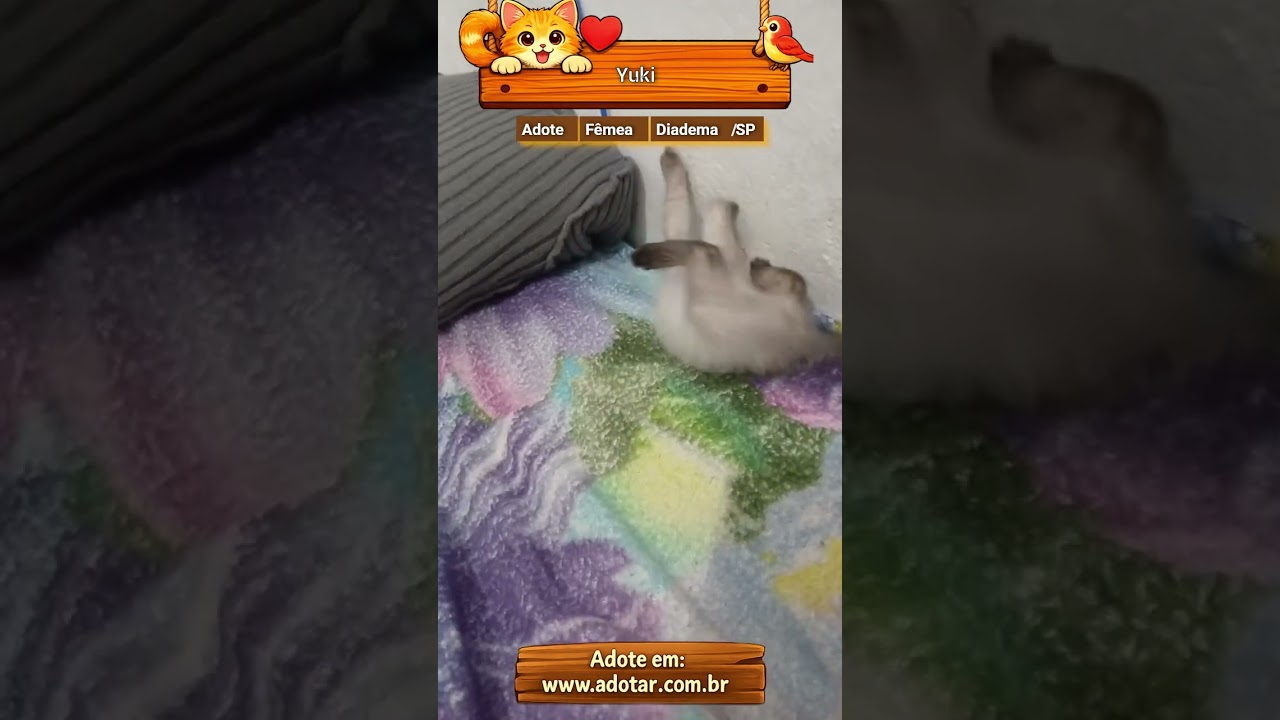 Gato raça Siamês idade Abaixo de 2 meses nome Yuki
