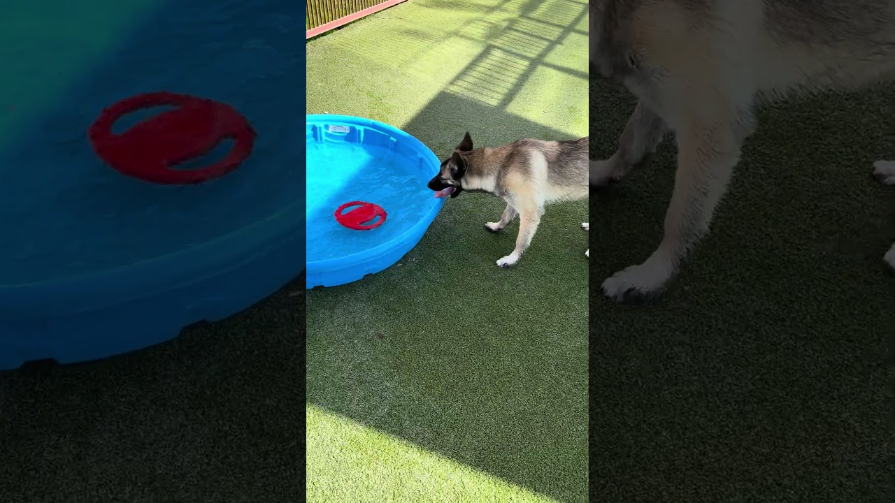 Enlarge GEORGIA, a Adoptable mixed breed in Upland, CA video 6/6