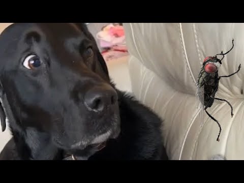 Réaction des chiens - chiens drôles effrayés par des choses aléatoires || petastic