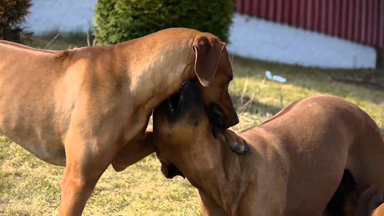 Rhodesian Ridgeback