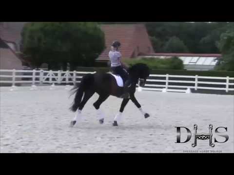 *SOLD* 2005 KWPN Gelding - Young Rider Competed, Solid Intermediare I