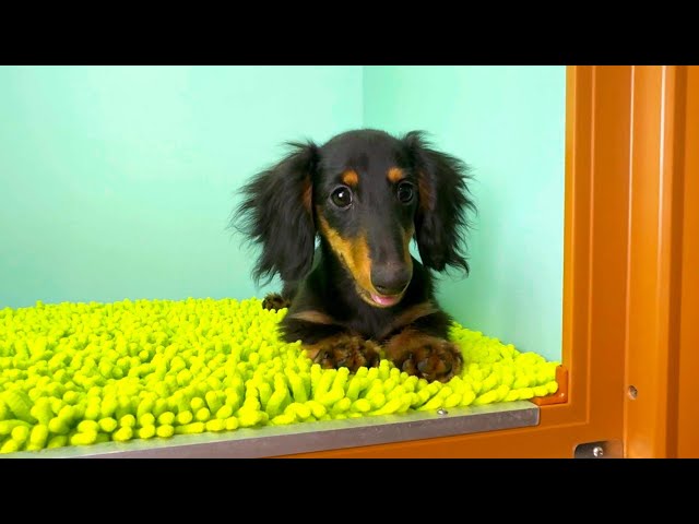 (子犬) 犬種：ダックスフンド・ミニチュア・ロング 女の子 ブリーダー マロニエケンネル　MARRONNIER KENNEL k3657の画像