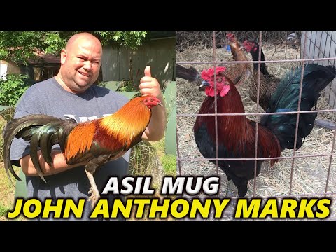 TEXAS 🇺🇸 Beautiful Birds Asil Mug John Anthony Marks Farm
