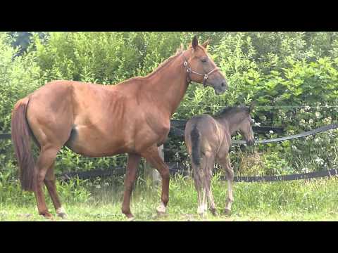 Hengstfohlen von Negro