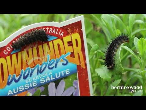 Meadow Argus Caterpillars