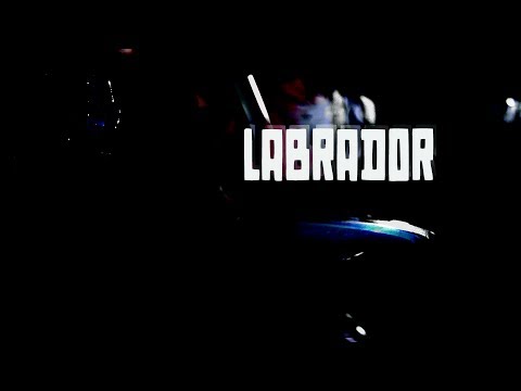 Tyto Alba - "Labrador"
