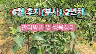 6월 후지(부사) 2년차 사과나무 관리방법 및 생육상태