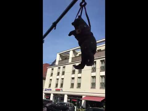 Wenn der müde Bär in die Luft geht