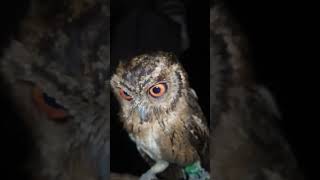 Download lagu Burung Hantu Seram‼️ mp3 Download lagu Burung Hantu Seram‼️ mp3