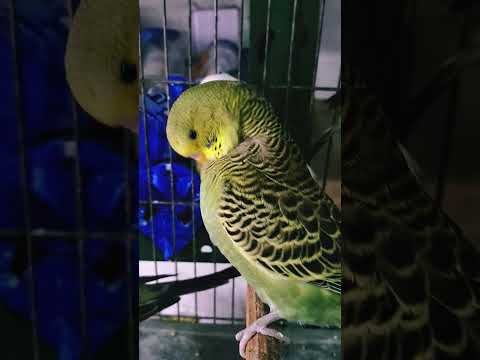 Periquito Australiano: Linha Verde, filhote com 2 meses #budgies #pets #budgerigar