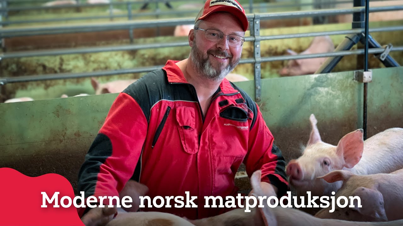 Moderne slaktegrisproduksjon i praksis