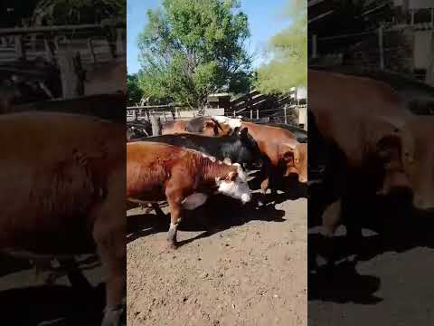 Casnem -  Gordos - 8 vq/ 8 nv - 350/360 kg - Zona: Monte Buey, Córdoba