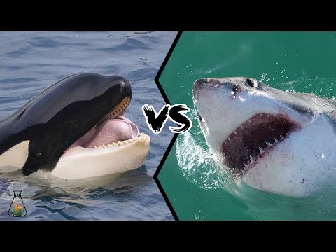 GREAT WHITE SHARK VS KILLER WHALE - Who is the real apex predator?