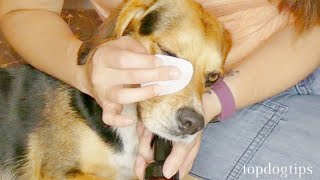 Dog Red Eye Home Remedies