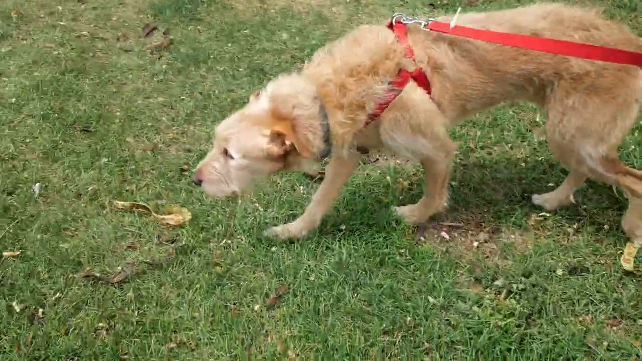 Enlarge Yogi, a Adoptable mixed breed in Boulder, CO video 6/6