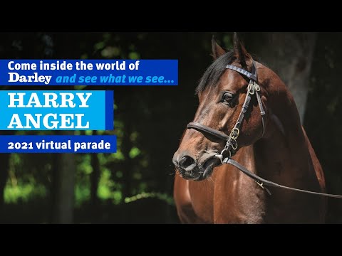 2021 Darley Australia Stallion Parade - Harry Angel