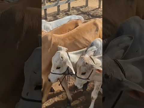 gado a venda feira do Gado de Rompe Gibão em Estrela de Alagoas