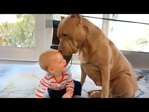 Pitties est obsédé par son nouveau petit ami ! ❤️