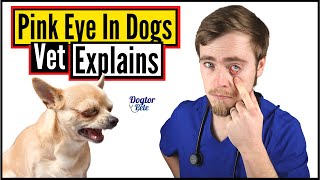 How To Treat Eye Infections In Dogs? DO THIS! | Vet Explains
