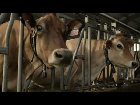 Can Cows See At Night