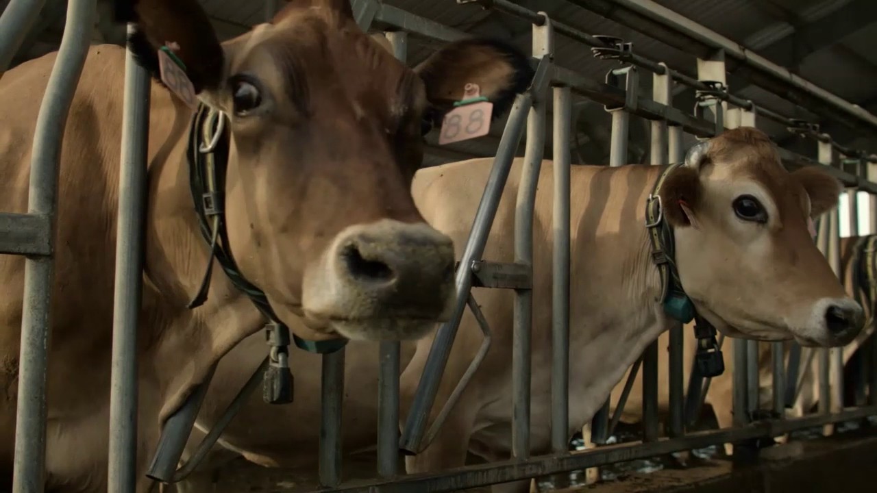 How do Cows Perceive their World