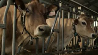 How do Cows Perceive their World