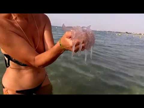 Медузы в тунисе