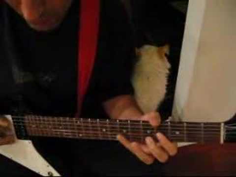 Kalmah cover (Defeat) with cat video thumbnail