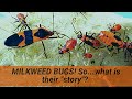 Milkweed Bugs You Seen Em On Milkweed Here Are 6 Things You Should Know About Them