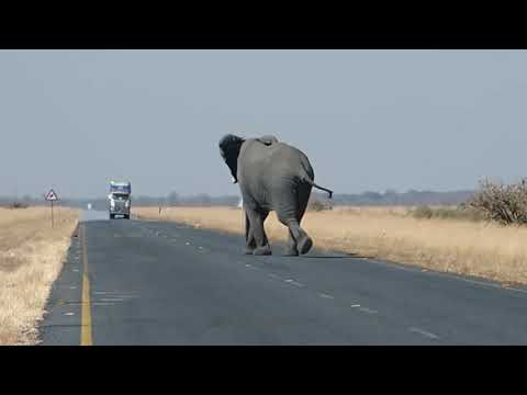 TAJAN PLATOON LIMITED OFFICIAL VIDEO CHANNEL