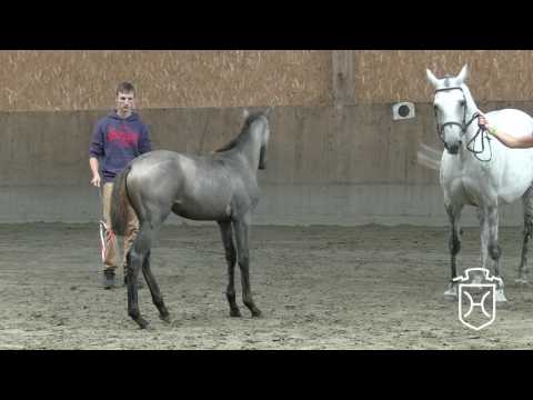 PI106 Stutfohlen von Uriko - Cesano II - Levernois