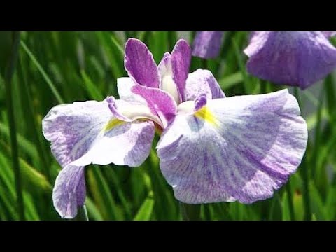 「しょうぶ（菖蒲）」May garden tour garden answer/ Spring Flower/ sumitra.takita@gmail.com