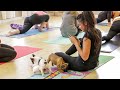 Puppy Yoga In Toronto Lets Cute Puppies Roam Freely During Class