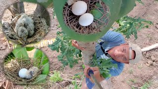 Download lagu Waktunya melihat perkembangan sarang burung yang berhasil saya temukan mp3 Download lagu Waktunya melihat perkembangan sarang burung yang berhasil saya temukan mp3