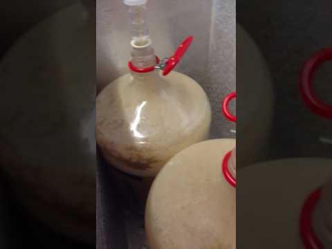 Fermenting Irish Blonde Ale