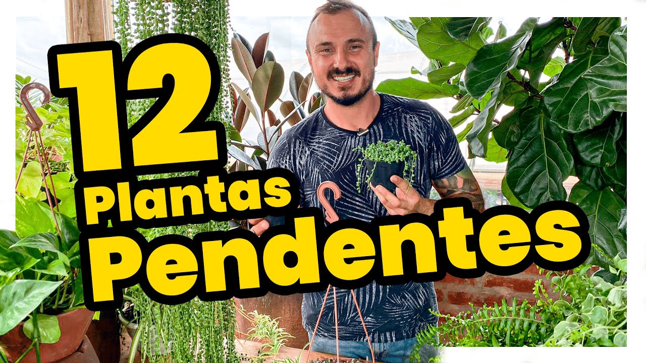 Watch Now 12 PLANTAS PENDENTES PARA SUA CASA 12 PLANTAS PENDENTES PARA SUA CASA