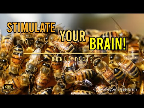 🐝 Healing Sounds Of The Humming Bees Hive | 🕙 10 Hours | Stress Relief | ASMR | 4K | Bonus Facts