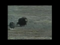 Gwen And Zoey S Adventures Of Really Wild Animals Episode 7 Part 6