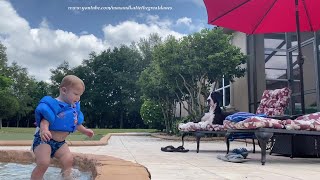 Lifeguard Great Dane Watches Toddler's First Jumps Into The Pool