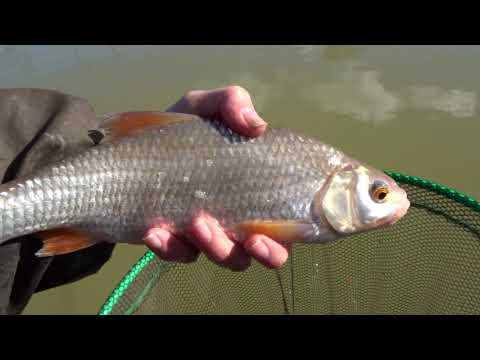 Winter Roach Fishing on the waggler on Whitemoor Lakes