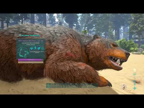 How to tame a Direbear ARK Survival Evolved