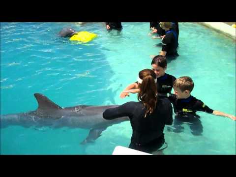 Children Swim with Dolphins Miami