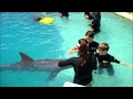 Children Swim with Dolphins Miami 