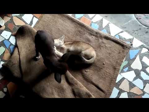 Tallilenipillipillakuammapremanipanchinakukkapilla